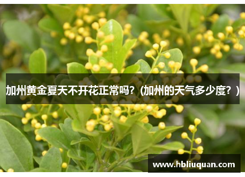 加州黄金夏天不开花正常吗？(加州的天气多少度？)